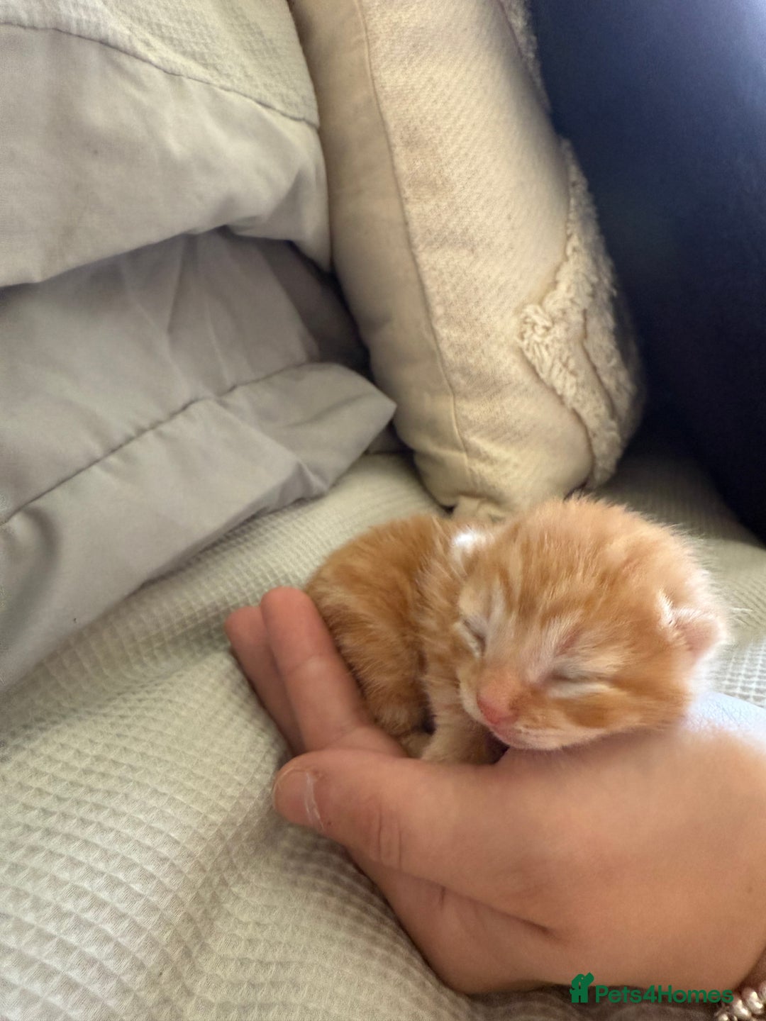 Mixed Breed cats for sale: 5 kittens  - Image 5
