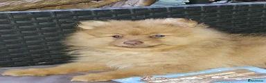 Rare Green-Eyed Beige Female Pomeranian Puppy