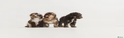 Miniature Poodle dogs for stud: 🐩 OZZIE–CHOCOLATE MERLE MINIATURE POODLE STUD 🐩 - Advert 7