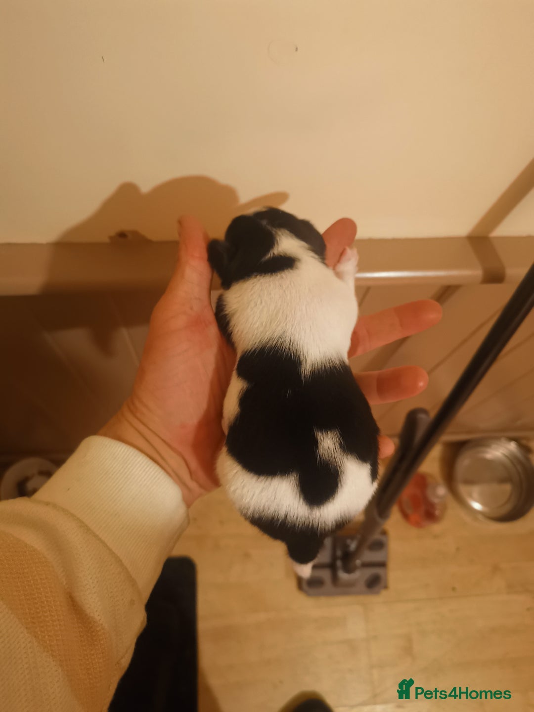 Jack Russell dogs for sale: Beautiful tricoloured jack Russell pups for sale - Advert 6