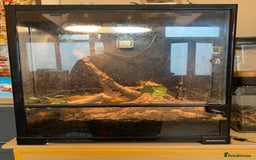 Frog reptiles for sale: Whites tree frog with bio active tank - Image 2