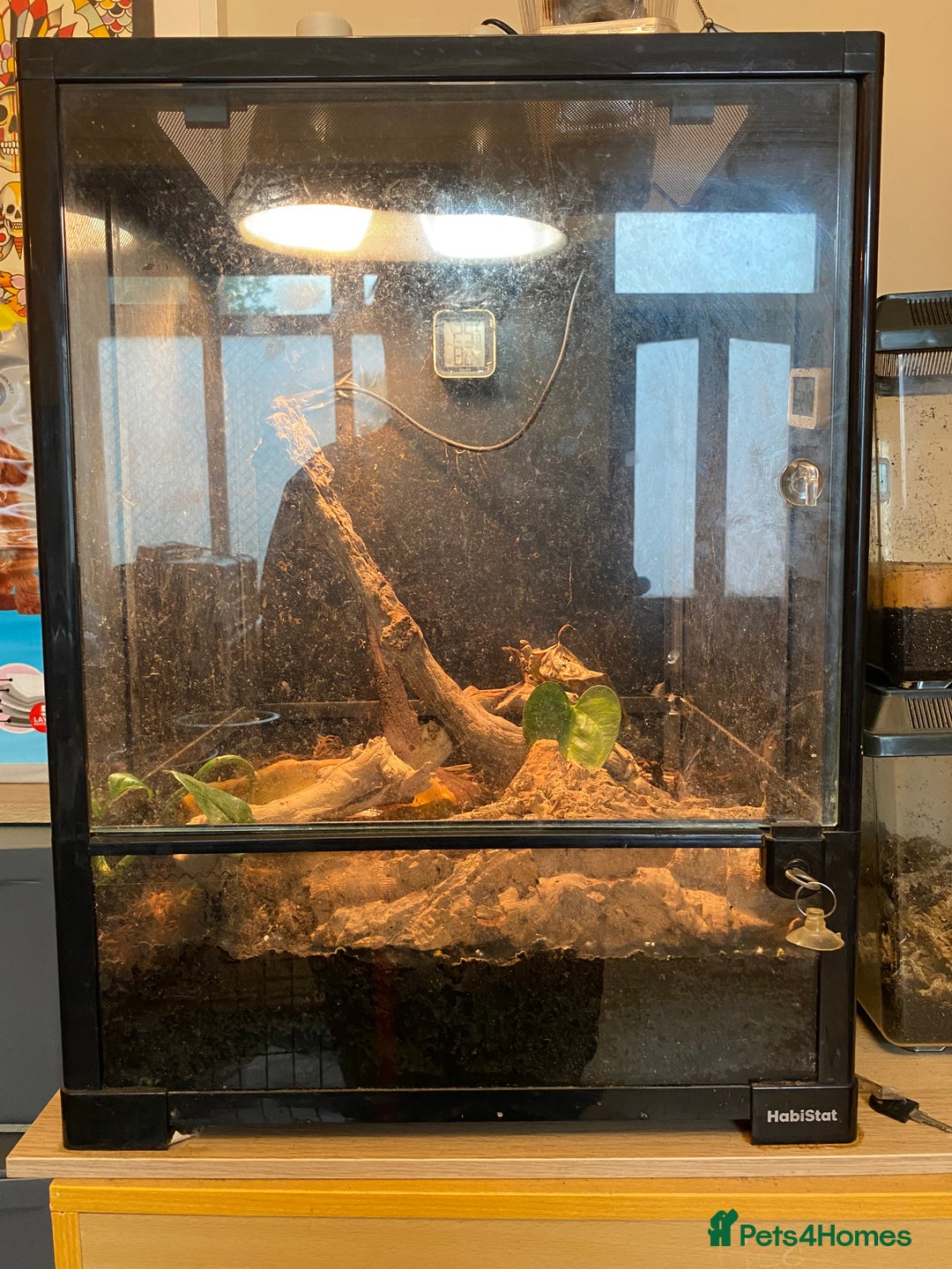 Frog reptiles for sale: Whites tree frog with bio active tank - Image 2