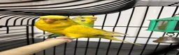 Budgerigars birds for sale: 3 gorgeous colourful budgies with cage  - Advert 3