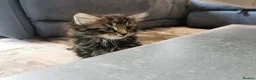 Mixed Breed cats for sale: Absolutely stunning kittens looking for a new home - Advert 14