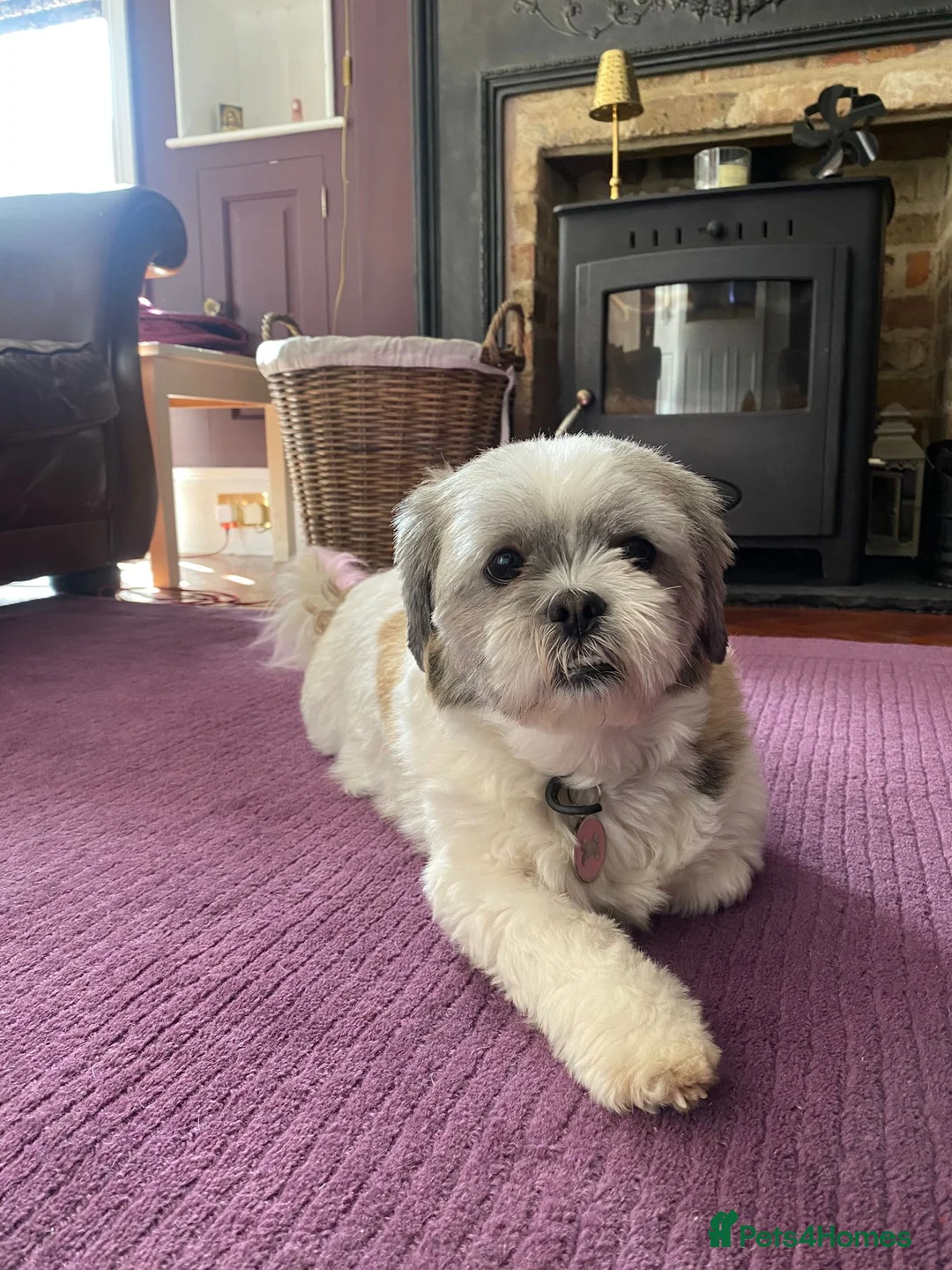 Lhasa Apso dogs for sale: Pure bred Lhasa apso pups in Cookstown - Advert 2