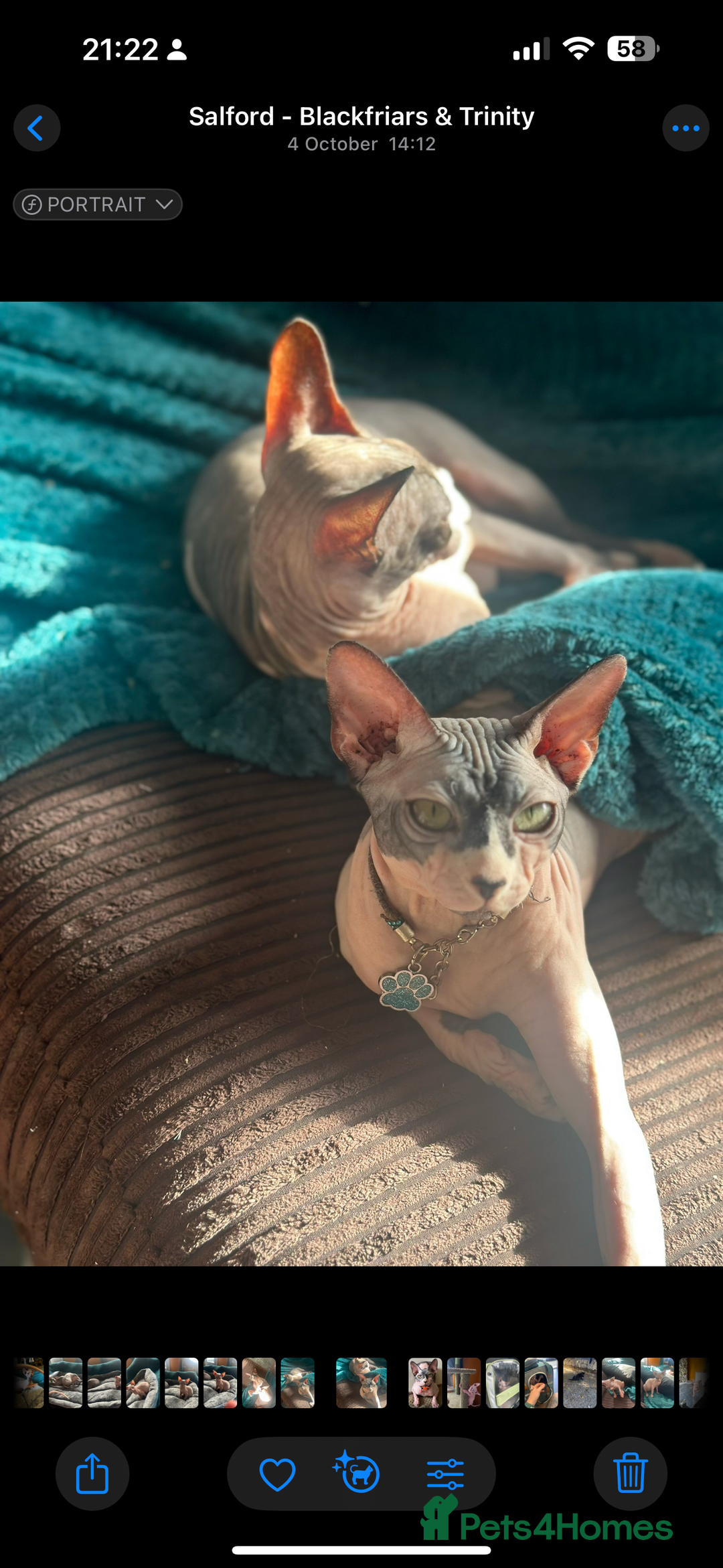 Sphynx cats for sale: Male Sphynx – Sidrick – 1½ Years Old - Advert 7