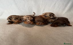 Miniature Dachshund dogs for sale: 5 beutiful miniatures daschunds  - Image 6