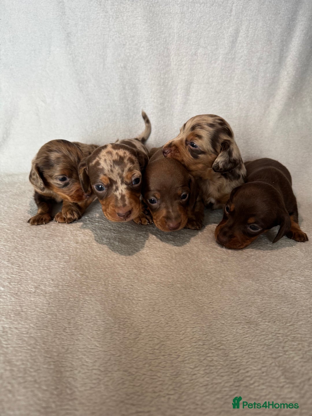 Miniature Dachshund dogs for sale: 5 beutiful miniatures daschunds  - Image 6