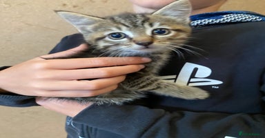 Mixed Breed cats - Advert 5