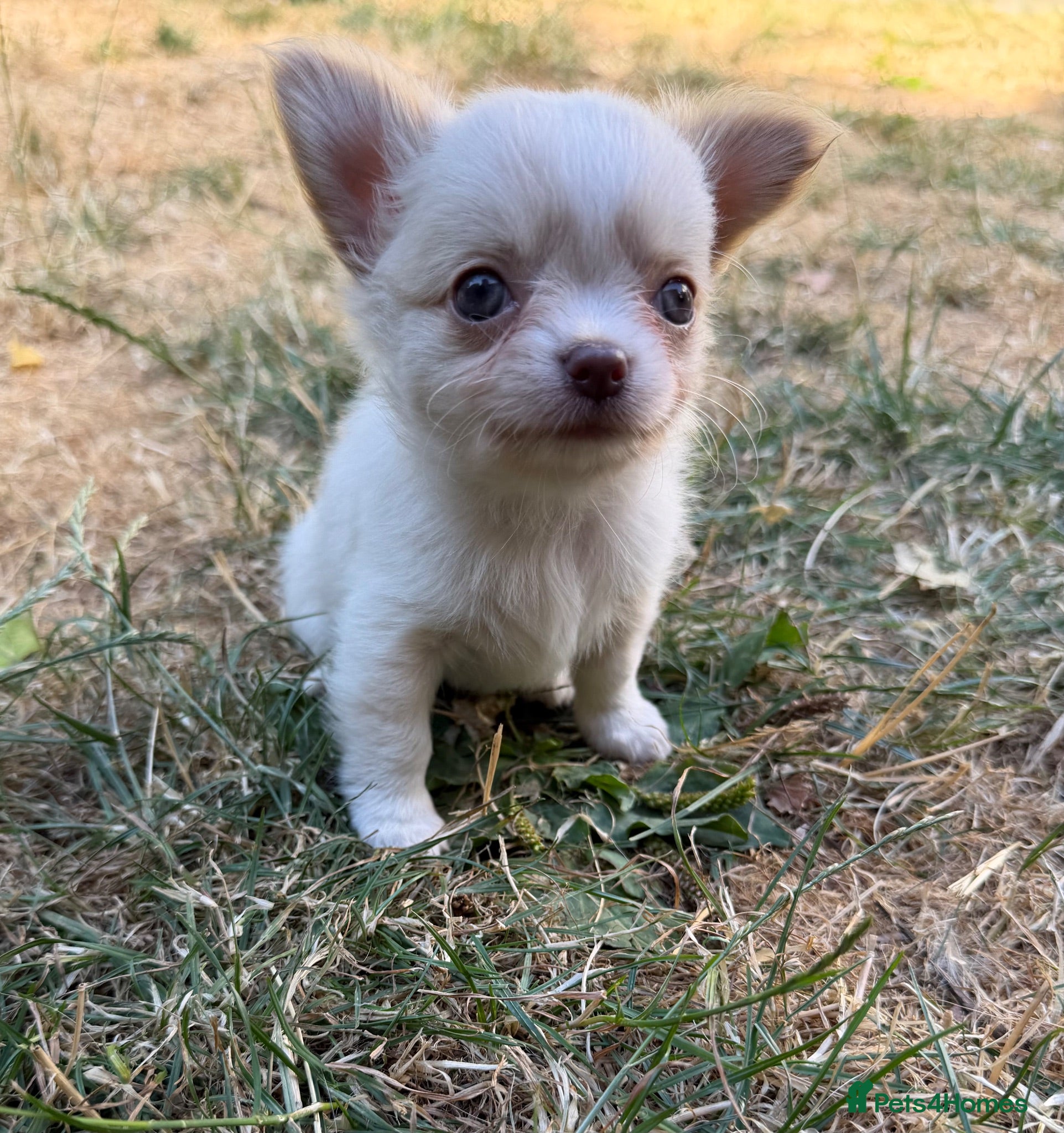 Chihuahua dogs Gorgeous Chihuahua boy puppy - Advert 3