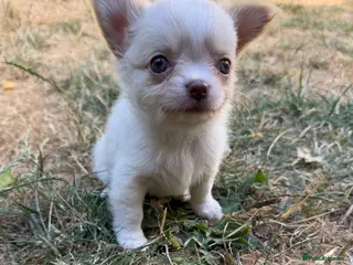 Chihuahua dogs Gorgeous Chihuahua boy puppy - Advert 3
