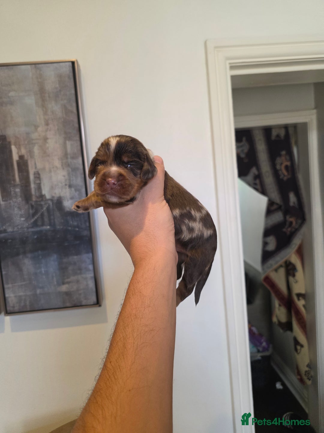 Cocker Spaniel dogs for sale: Kc registered mixed litter - Image 1