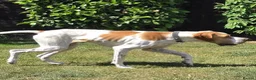 Pointer dogs for adoption: Remi (English Pointer) in Bedford - Advert 10