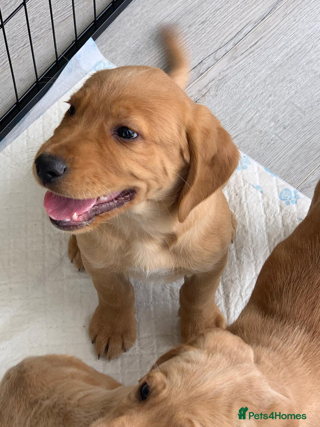 Cockerdor dogs for sale: Beautiful Cockador male puppy - Image 2