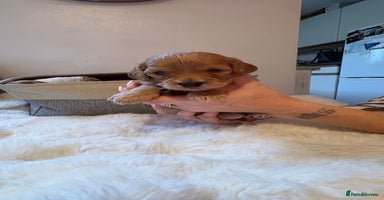 Cockapoo dogs - Advert 1