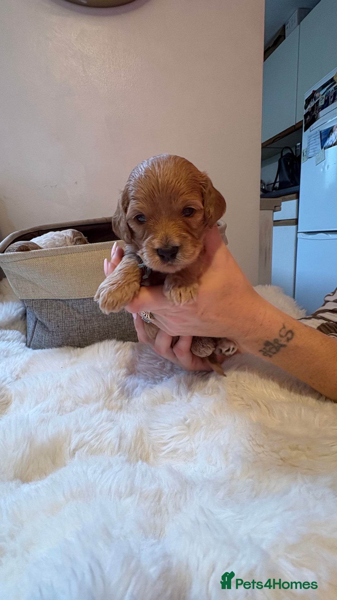 Cockapoo dogs for sale: 🐾 Adorable F2 Cockapoo Puppies! 🐾 - Image 5