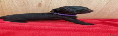 Doxiepoo 6