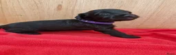 Doxiepoo dogs for sale: 6 doxiepoos - Advert 6