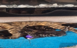 Norwegian Forest Cat cats for sale: Norwegian forest kittens - Image 11