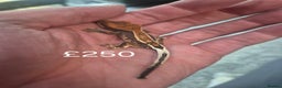 Gecko reptiles for sale: Crested geckos - Advert 8