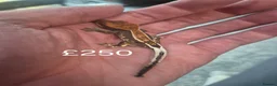 Gecko reptiles for sale: Crested geckos - Advert 7