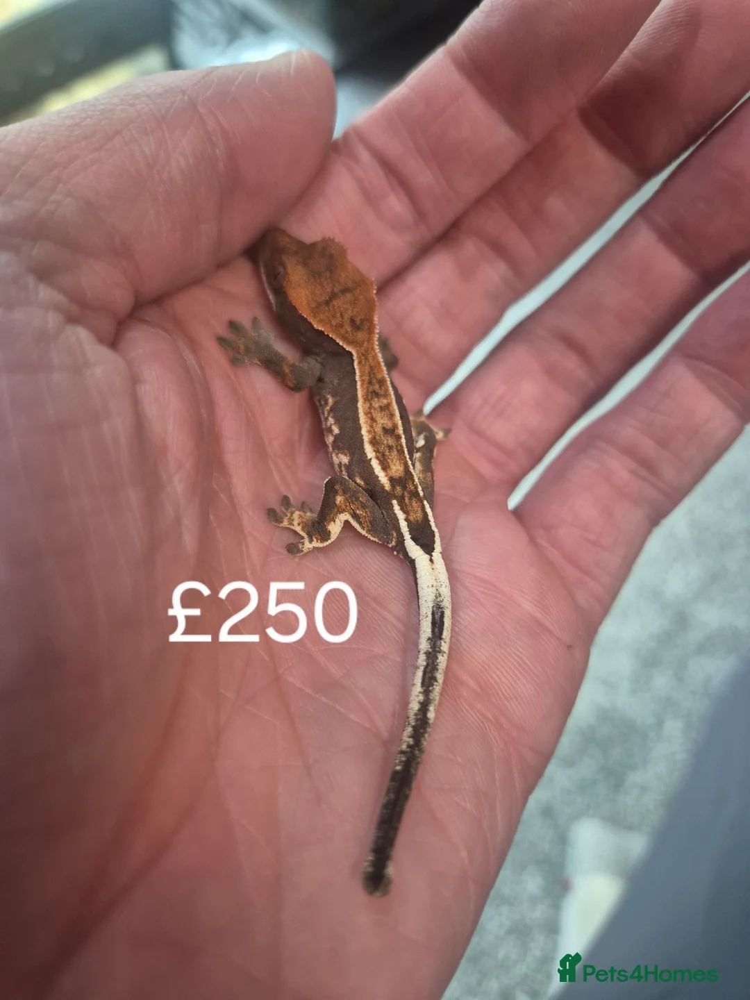 Gecko reptiles for sale: Crested geckos - Advert 7