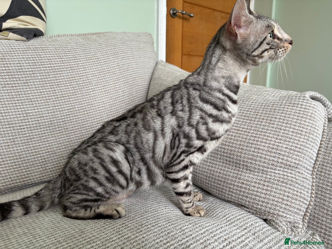 Toyger cats for sale: Superb rare silver Toyger girl  - Image 24