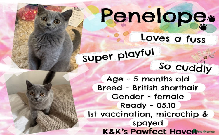 Domestic Shorthair cats - Advert 18