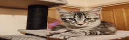 Maine Coon cats for sale: beautiful Maine coon kittens (2 poly) - Advert 2
