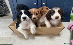 Cocker Spaniel dogs for sale: Cocker Spaniel puppies - Image 4