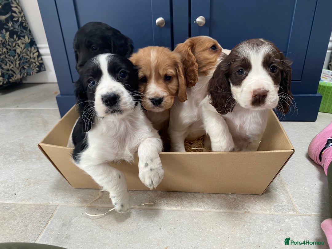 Cocker Spaniel dogs for sale: Cocker Spaniel puppies - Image 4