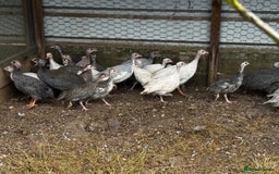 Guinea Fowl poultry for sale: Guinea Fowl - Image 5