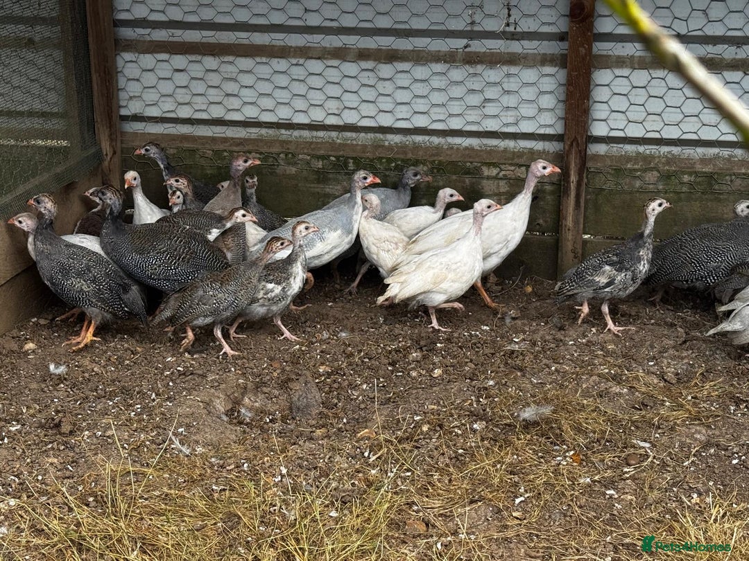 Guinea Fowl poultry for sale: Guinea Fowl - Image 5