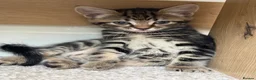 Mixed Breed cats for sale: Crumpet, she is 10weeks old, a female tabby mix.  - Advert 10