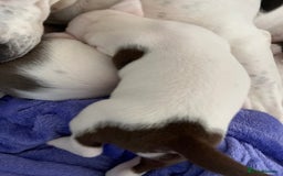 Mixed Breed dogs for sale: 4 beautiful American bully cross staffy puppies - Image 30