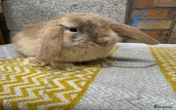 Mini Lop rabbits for sale: Mini Lop Rabbits For Sale  - Advert 16