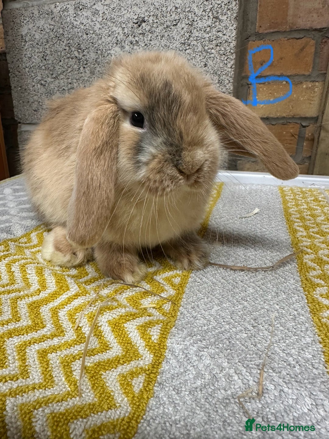 Mini Lop rabbits for sale: Mini Lop Rabbits For Sale  - Advert 16