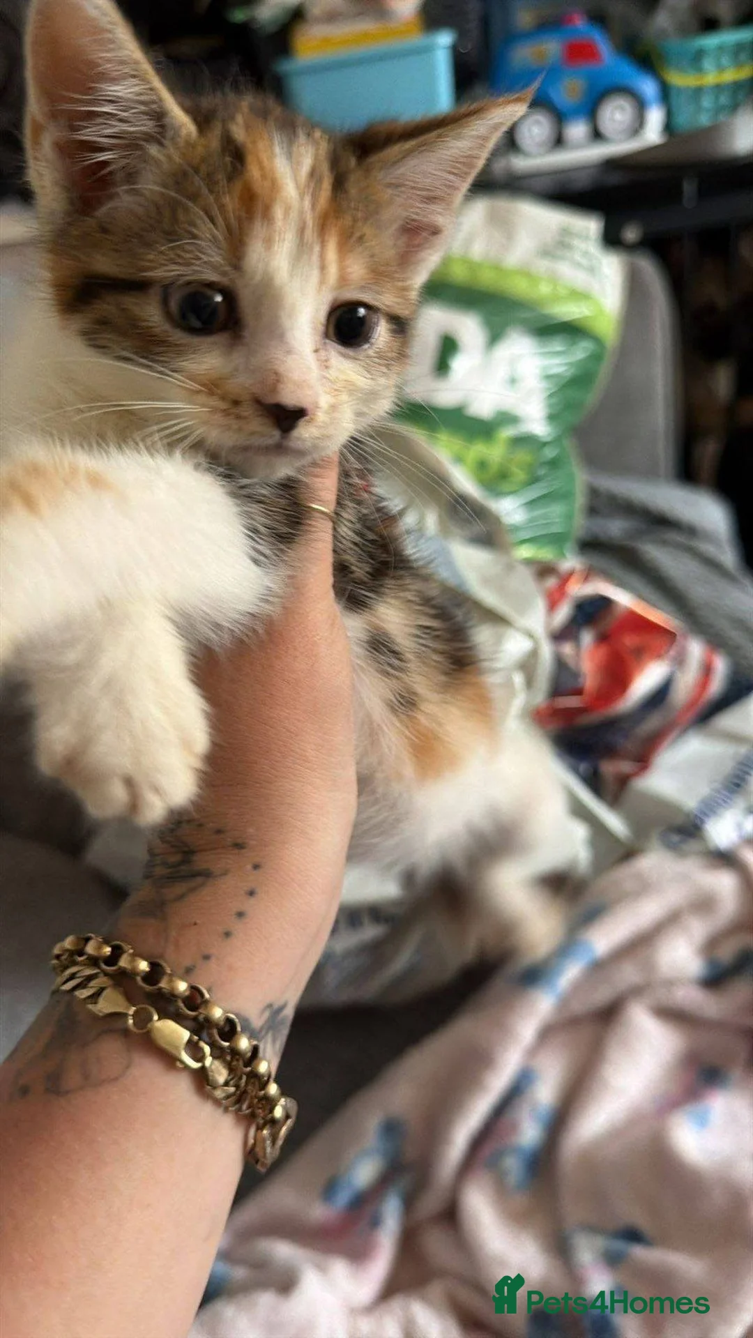 Mixed Breed cats for sale: Two male kittens for sale in West Bromwich - Advert 1