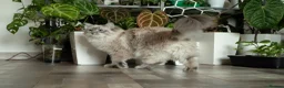 Ragdoll cats for sale: Beautiful Female Ragdoll – GCCF Active Registered in Helensburgh - Advert 6