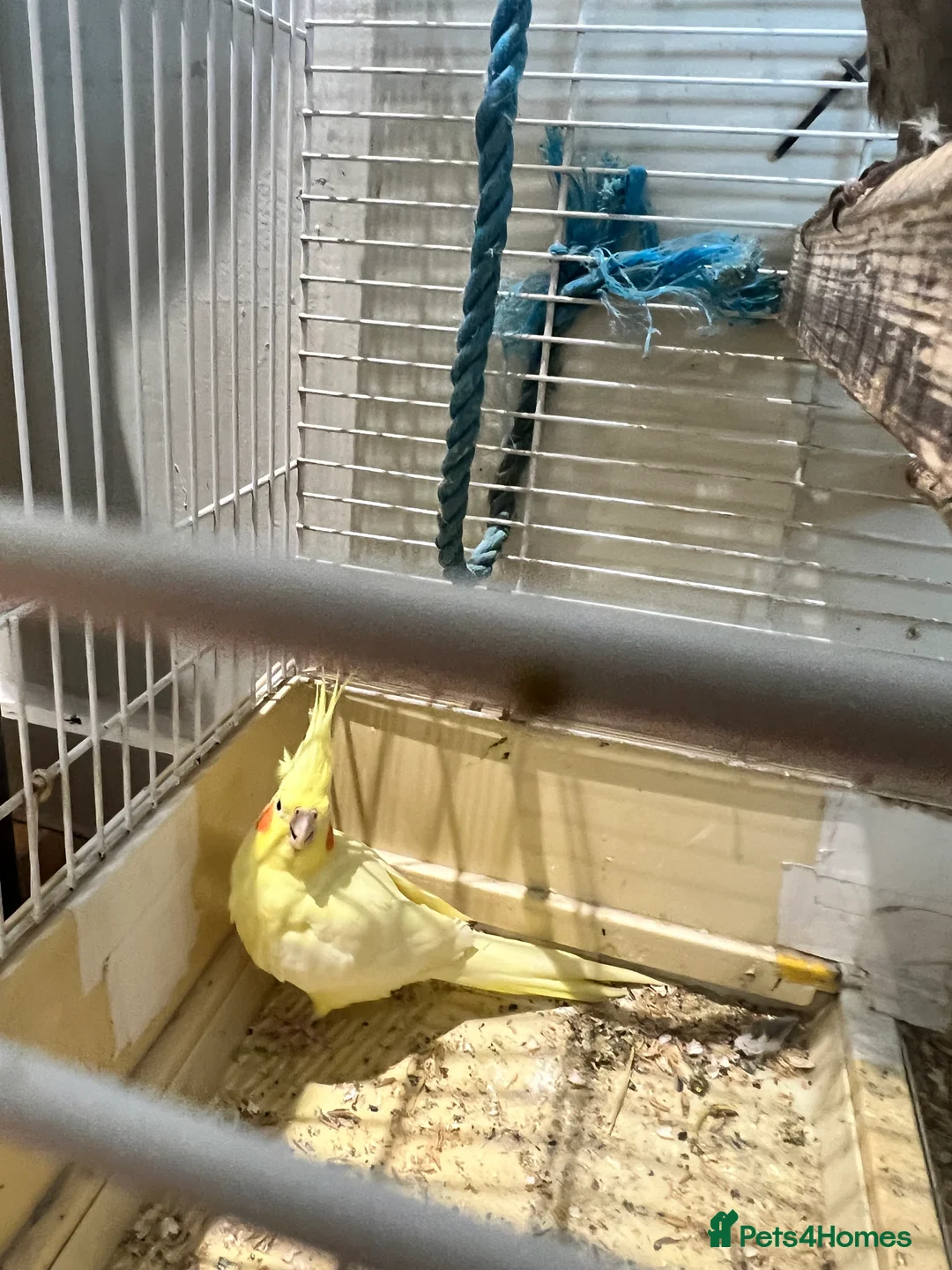Cockatiels birds for sale: 3 cockatiels 2 girls 1 boy £100 all 3 - Advert 3