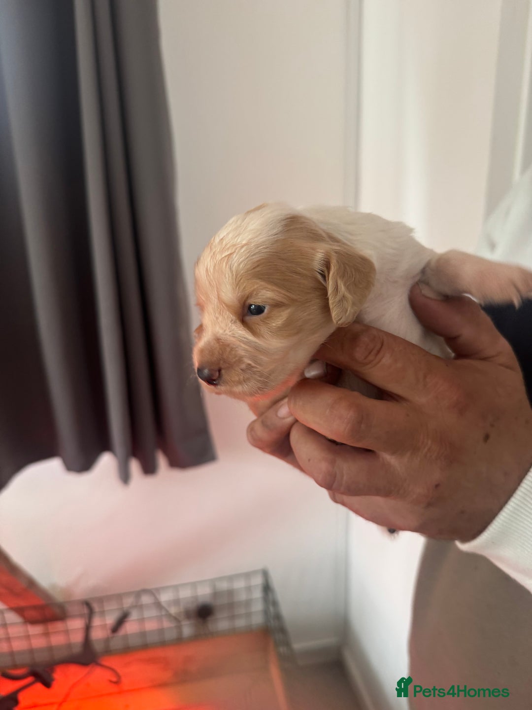 Cocker Spaniel dogs for sale: Full working cocker puppies for sale - Image 6