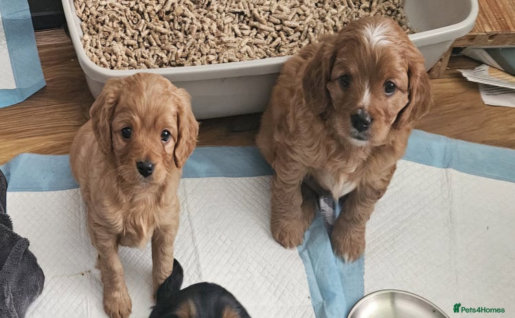 Cavapoo dogs - Advert 3
