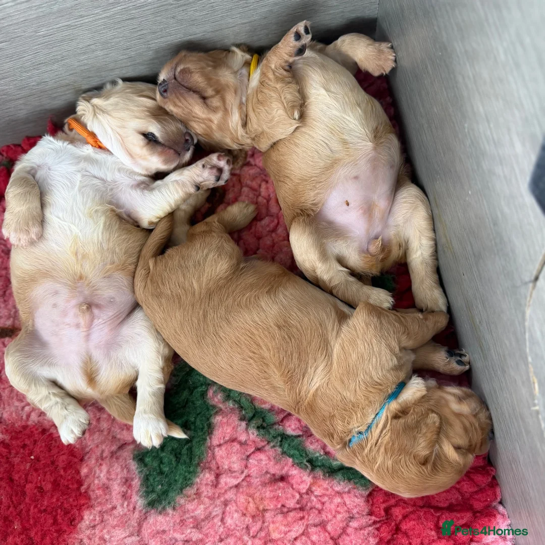 Cocker Spaniel dogs for sale: Stunning cocker spaniel pups  - Advert 23