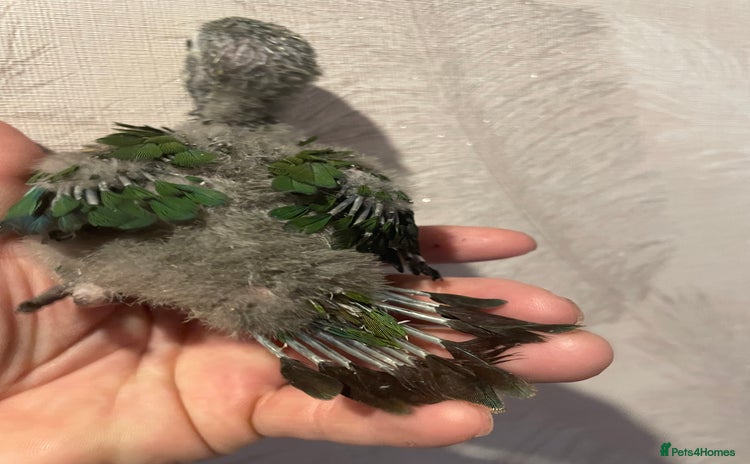 Conures birds - Advert 9