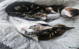 Mixed Breed cats for sale: Female kittens for sale  - Image 2