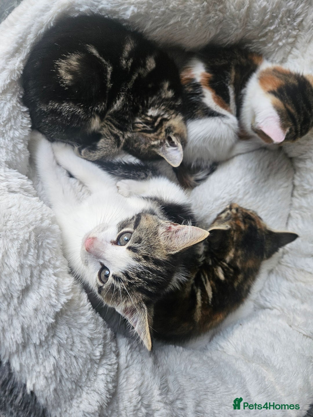 Mixed Breed cats for sale: Female kittens for sale  - Image 2