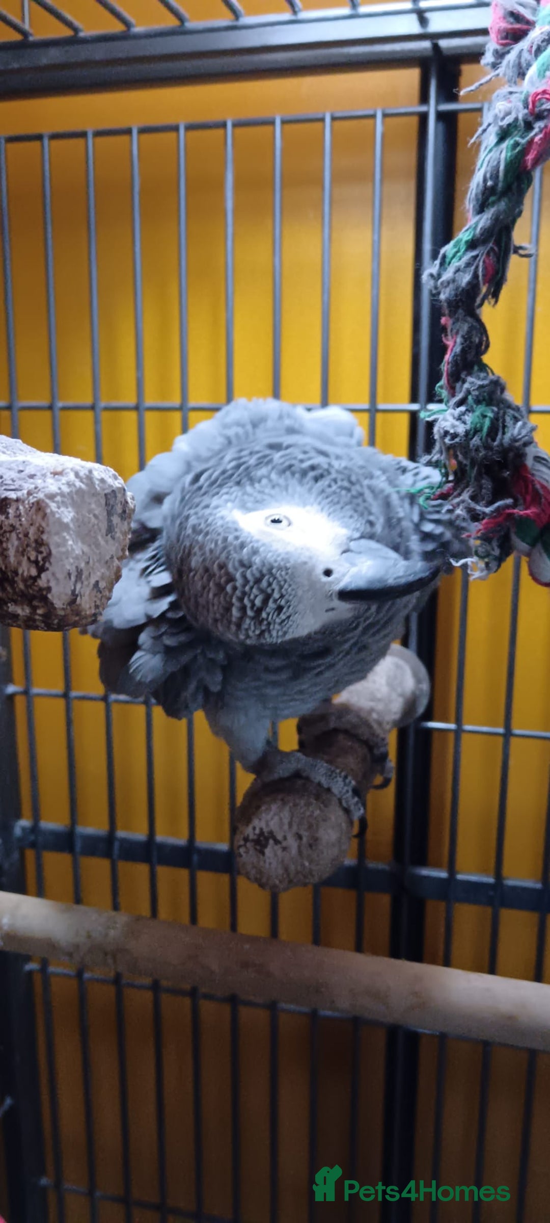Parrots birds for sale: African Grey Parrot - Image 1