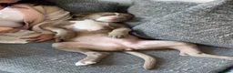 American Bulldog dogs for sale: American bully for sale  - Advert 2
