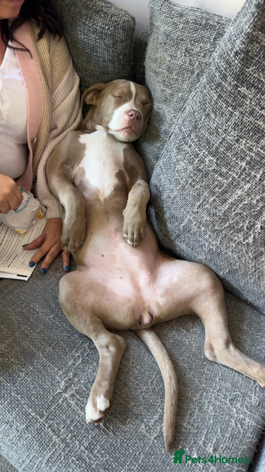 American Bulldog dogs for sale: American bully for sale  - Advert 2