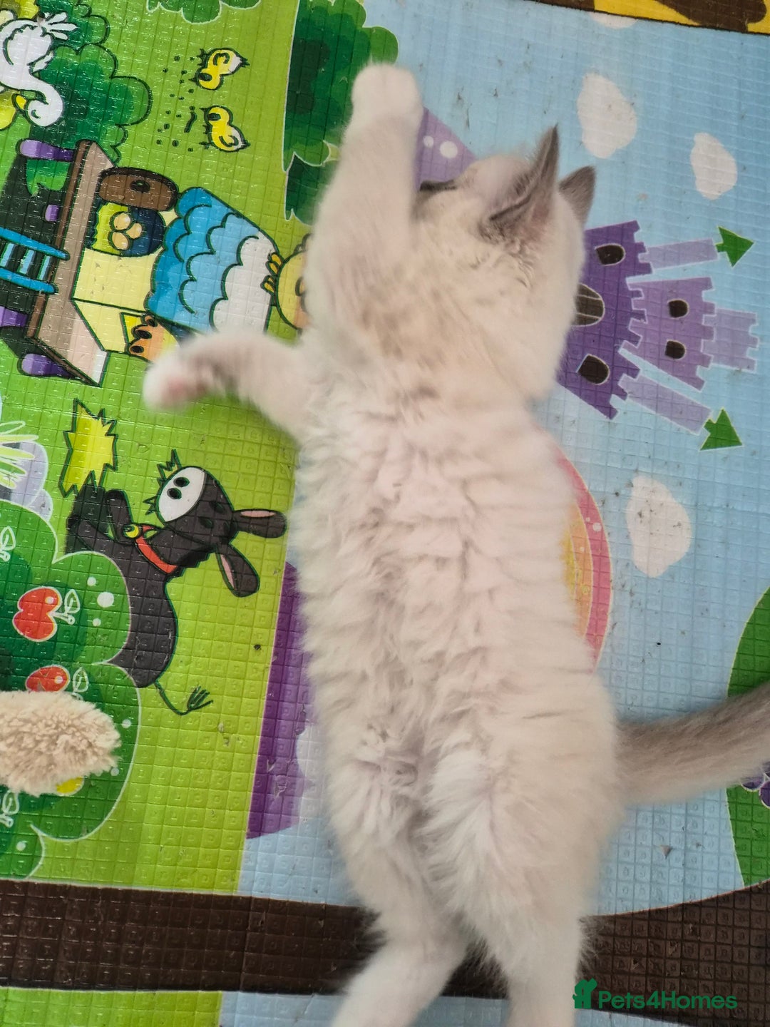 Ragdoll cats for sale: 1 female GCCF Pedigree Ragdoll kitten left - Image 34